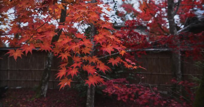 Orange and red autumn leaves on maple tree - steady cam movement backwards