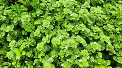 Fototapeta premium Pale speedwell (Veronica cymbalaria), one of the earliest heralds of spring, decorates fields and farmlands in the Mediterranean in February with its pale white tiny flowers