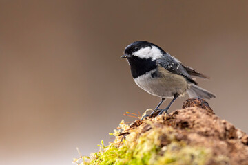 Sosnówka (Periparus ater) © Grzegorz