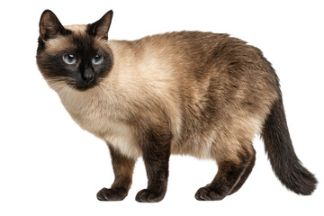 Siamese Cat on Transparent Background
