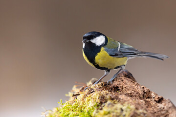 Bogatka (Parus major) © Grzegorz
