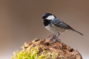 Sosnówka (Periparus ater) © Grzegorz