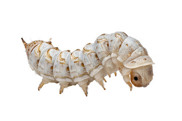 Silkworm Larva Isolated on Transparent Background