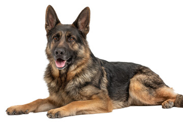 German Shepherd Isolated on Transparent Background