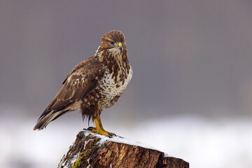 Myszołów (Buteo buteo) © Grzegorz