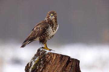 Myszołów (Buteo buteo) © Grzegorz