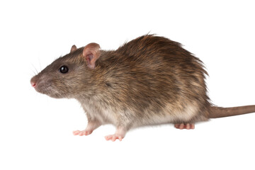Domestic Rat Cut Out on Transparent Background