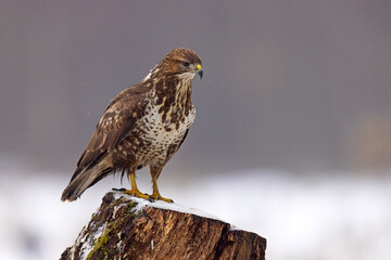 Myszołów (Buteo buteo) © Grzegorz