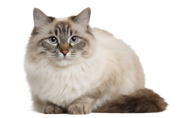 Ragdoll Cat Isolated on Transparent Background