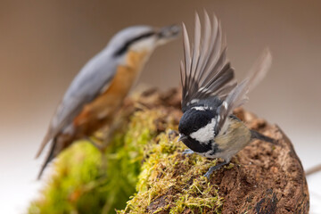Sosnówka (Periparus ater) © Grzegorz