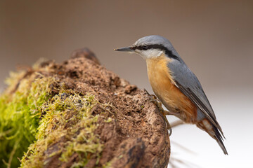 Kowalik (Sitta europaea) © Grzegorz