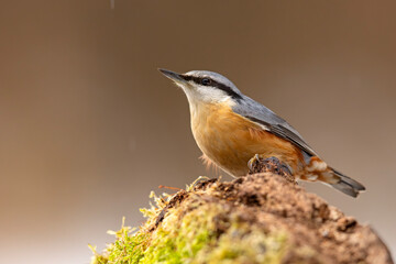 Kowalik (Sitta europaea) © Grzegorz