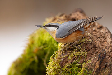 Kowalik (Sitta europaea) © Grzegorz