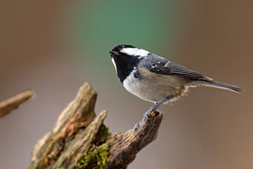 Sosnówka (Periparus ater) © Grzegorz
