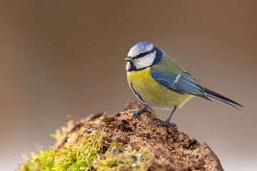 Modraszka (Cyanistes caeruleus) © Grzegorz