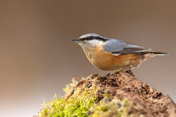 Kowalik (Sitta europaea) © Grzegorz