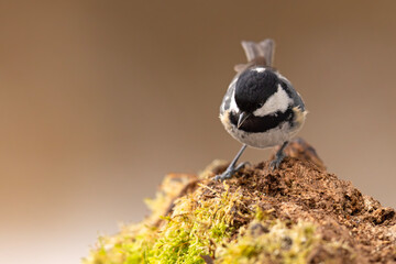 Sosnówka (Periparus ater) © Grzegorz
