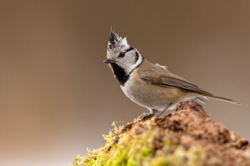 Czubatka (Lophophanes cristatus) © Grzegorz