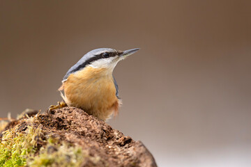 Kowalik (Sitta europaea) © Grzegorz