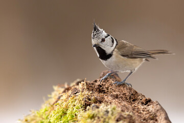 Czubatka (Lophophanes cristatus) © Grzegorz