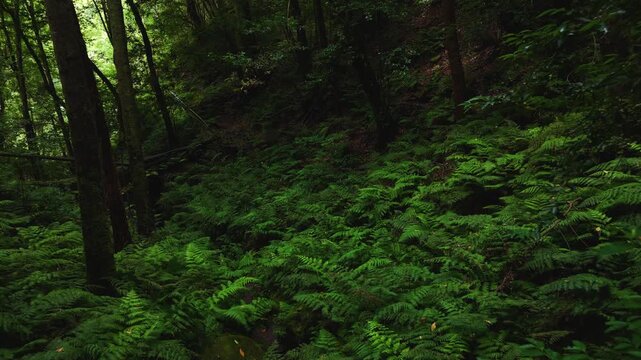 Aerial drone footage flying through fern forest in Bosque de Los Tilos, La Palma, Canary Islands