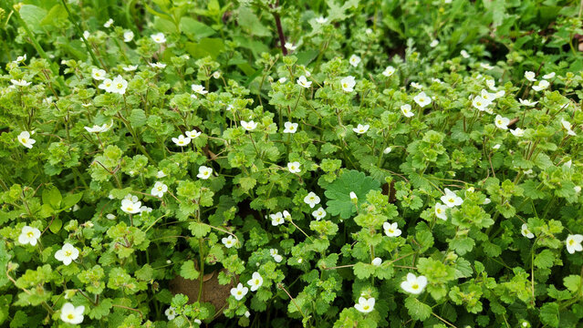 Pale speedwell (Veronica cymbalaria), one of the earliest heralds of spring, decorates fields and farmlands in the Mediterranean in February with its pale white tiny flowers