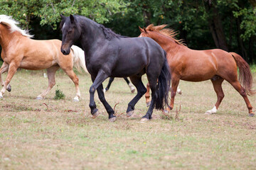 Obraz premium Pferde Herde galoppiert über die Koppel. Schöne Pferde auf der Flucht im Freien Lauf