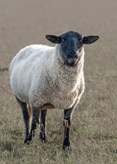 Fototapeta premium Sheep standing in a grassy field enjoying the sunny weather during late afternoon in rural countryside