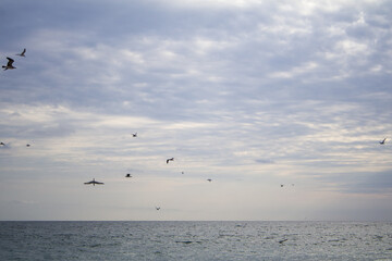 Obraz premium Seabirds flying over calm ocean under cloudy sky
