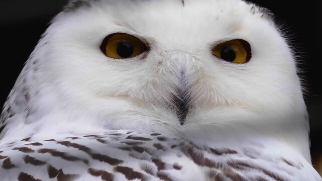 Close up of a snowy owl head slowly turning around and watching on a cloudy autumn day