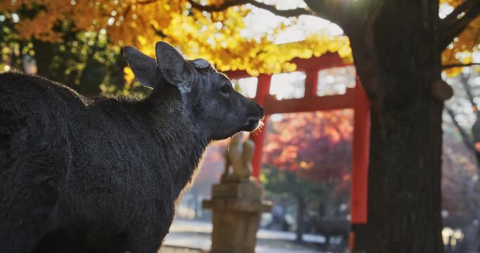 Deer standing in beautiful autumn park near torii gate on chilly morning - medium, slow motion shot