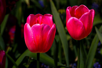 Two pink tulips in a flower garden