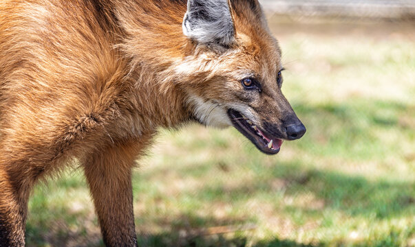 Close up of a maned wolf at Hunter Valley Wildlife Park, NSW, Australia