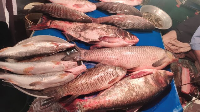 Selection of diverse freshwater fish including rohu and silver carp at local bazaar