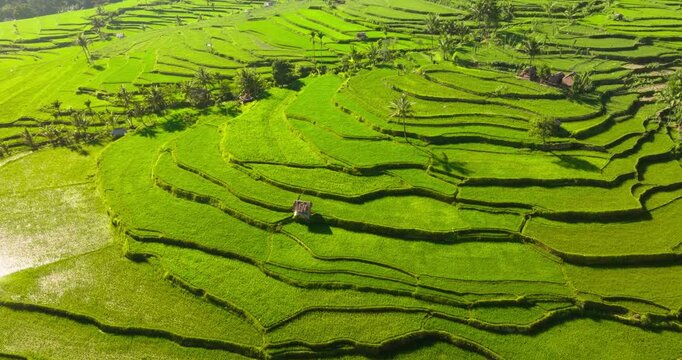 Senaru rice terraces creating intricate patterns on Lombok rural hills, showcasing traditional agriculture and vibrant green landscape stretching under tropical sunshine. Nature background aerial view