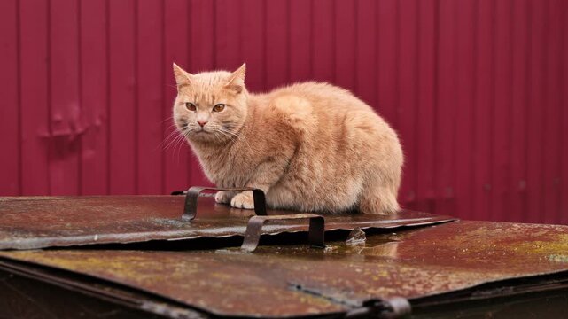 Orange tabby cat sitting on rusty dumpster, looking grumpy against red fence