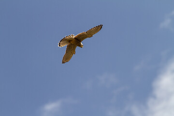 Fototapeta premium Hawk Soaring Against Blue Sky in Bhutan