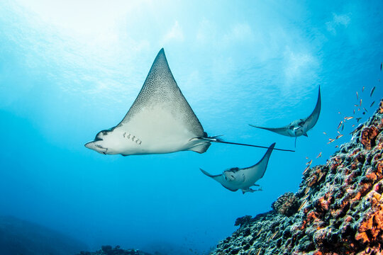 Spotted eagle ray, French Polynesia