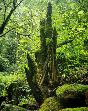 Smokey Mtn Moss