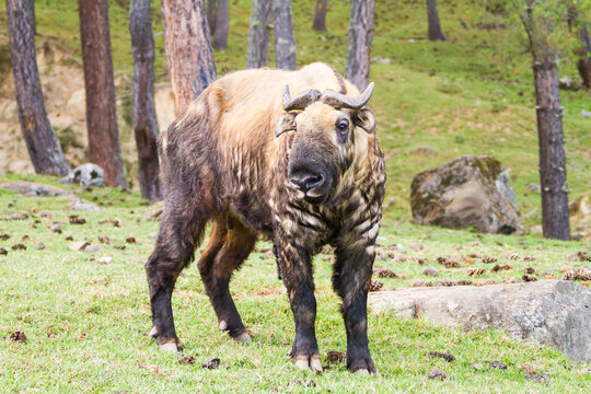 Takin (Budorcas taxicolor) Grazing in Bhutan Reserve