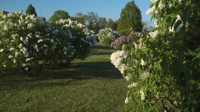 Inspiring landscape with blooming white lilac trees in full flower on sunny spring day at largest lilac garden in Europe - Dobele, Latvia. Beautiful white florets cover bushes. 