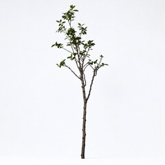Fototapeta premium Isolated Tree Branch with Green Leaves and Foliage: Minimalistic Botanical Image Ideal for Eco-Friendly Landscaping and Natural Habitat Designs