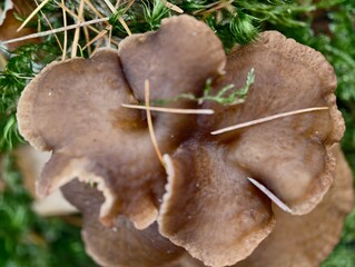 Fototapeta premium broad brown mushrooms clustered on damp ground layered caps and natural debris creating earthy