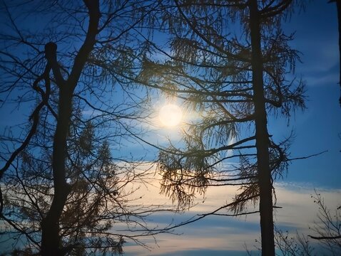 nightscape photography capturing city lights shining through tree outlines and forested views