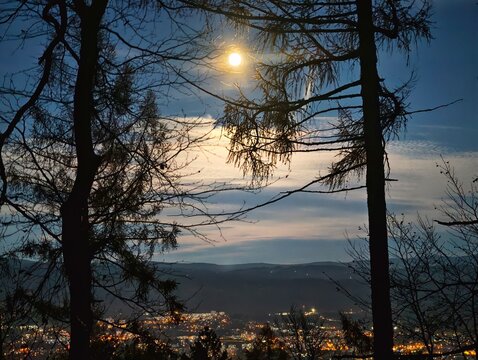 night scene serenity, tranquil forest under moonlight with distant city illumination and gentle fog in basin