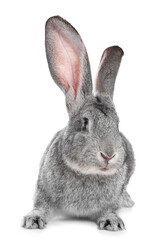 Obraz premium Cute fluffy Easter bunny isolated on white