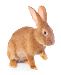 Obraz premium Cute fluffy Easter bunny isolated on white
