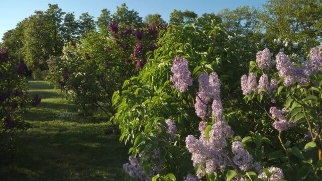 A bright spring scene featuring sunlit lilac bushes of multiple varieties in full bloom. Shades of purple, lavender, and white fill the cultivated garden landscape in Dobele (Latvia, Europe). 