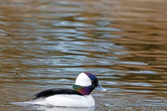 Male Bufflehead Duck in profile