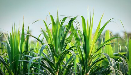 close up of sugar cane plant with fresh green leaves and tall stalk sugar cane plant agriculture tropical close up green